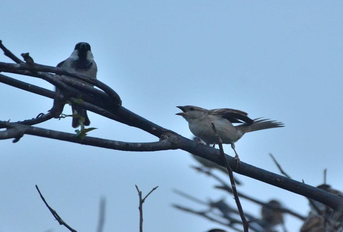 World Sparrow Day 2021: Sparrow In Chambal And Home At Agra