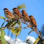 sparrow