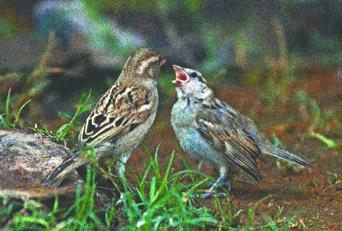 world sparrow day today