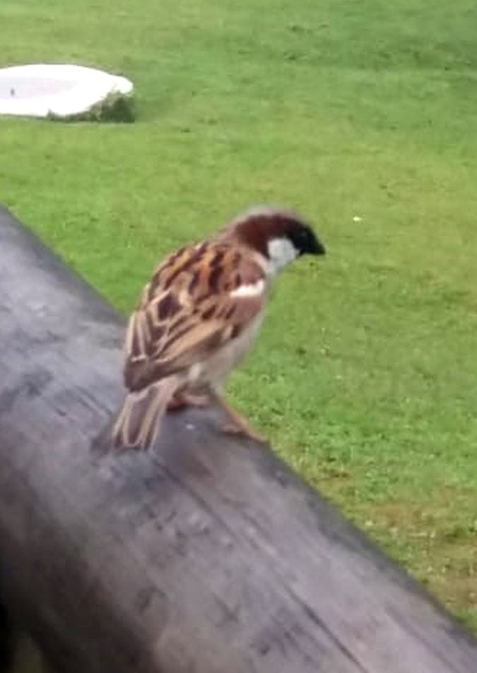 World Sparrow Day