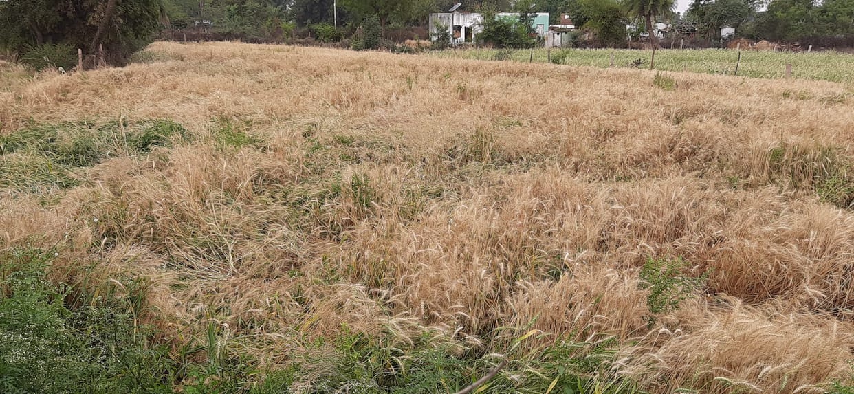 wheat crop damage by storm and rain