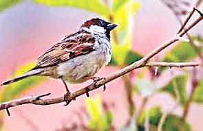 Sparrow has not returned in five years nesting deserted,