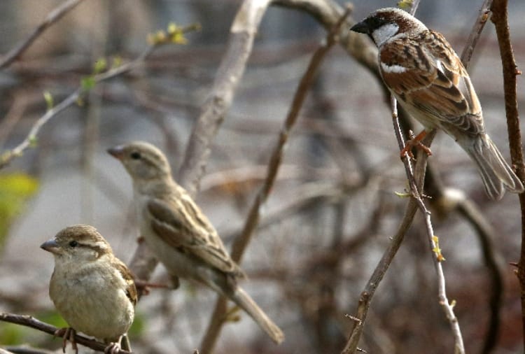 Sparrow does not able to make nest in Big Houses of Chandigarh