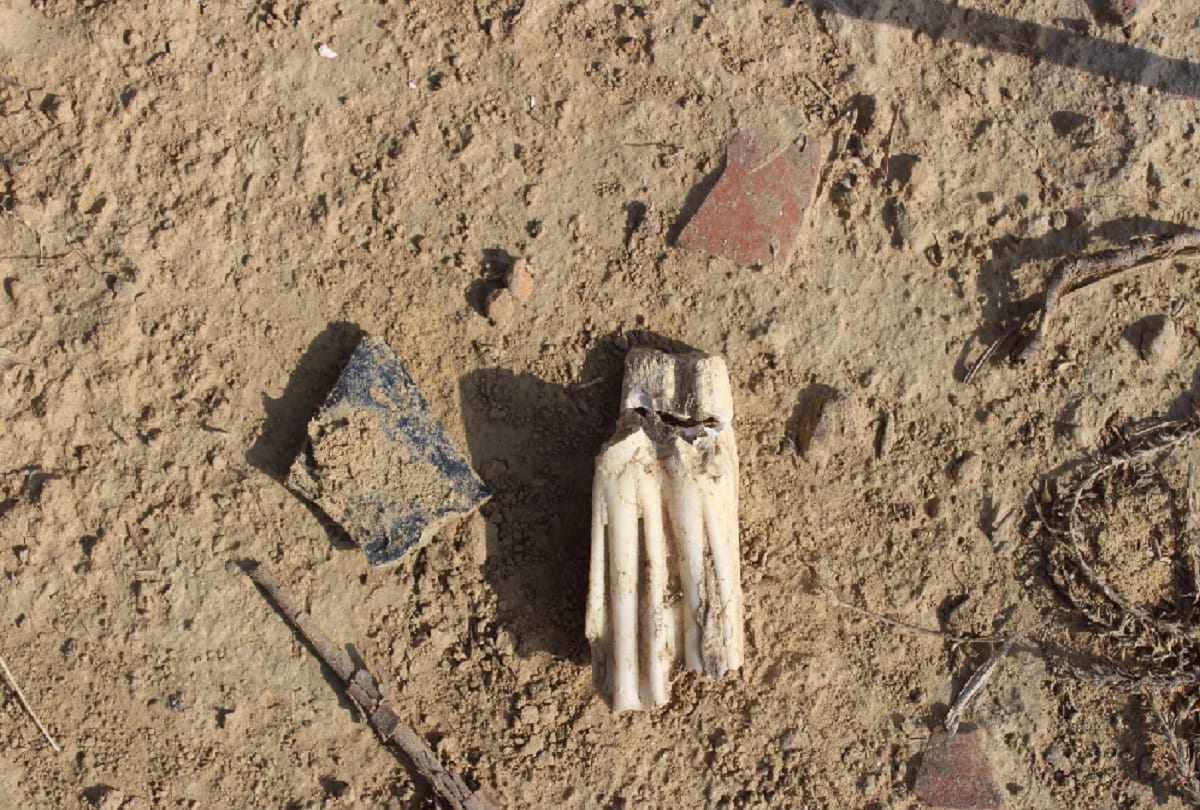 Delhi University evidence of sixth and seventh century human settlement animal remains terracotta images pottery found in sultanpur