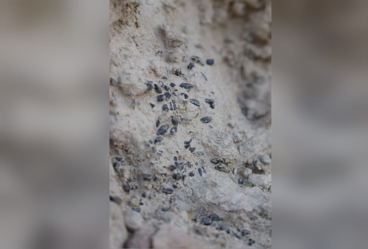 Delhi University evidence of sixth and seventh century human settlement animal remains terracotta images pottery found in sultanpur