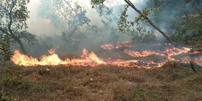 Forest Fire in Thal