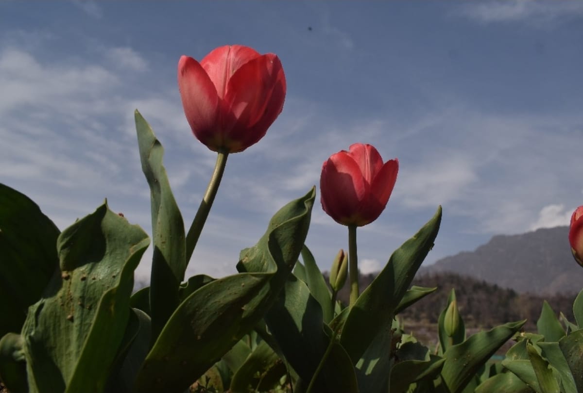 Heavy fall in tourism due to Corona epidemic in the valley