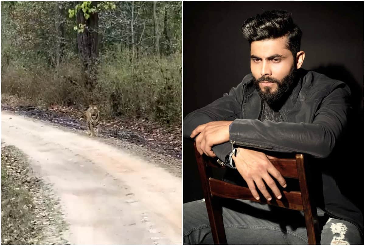 Ravindra Jadeja spotted Tiger during Jungle Safari, says it came to wish me speedy recovery