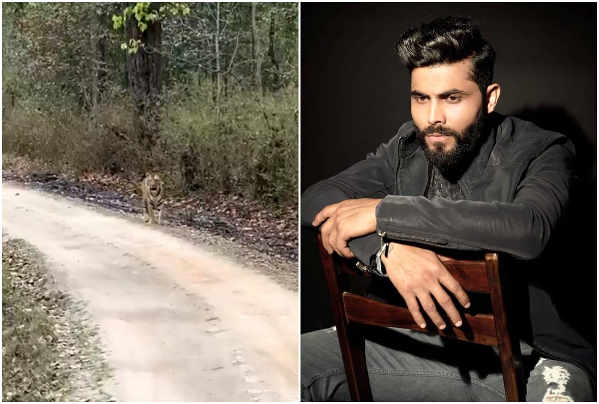 Ravindra Jadeja spotted Tiger during Jungle Safari, says it came to wish me speedy recovery
