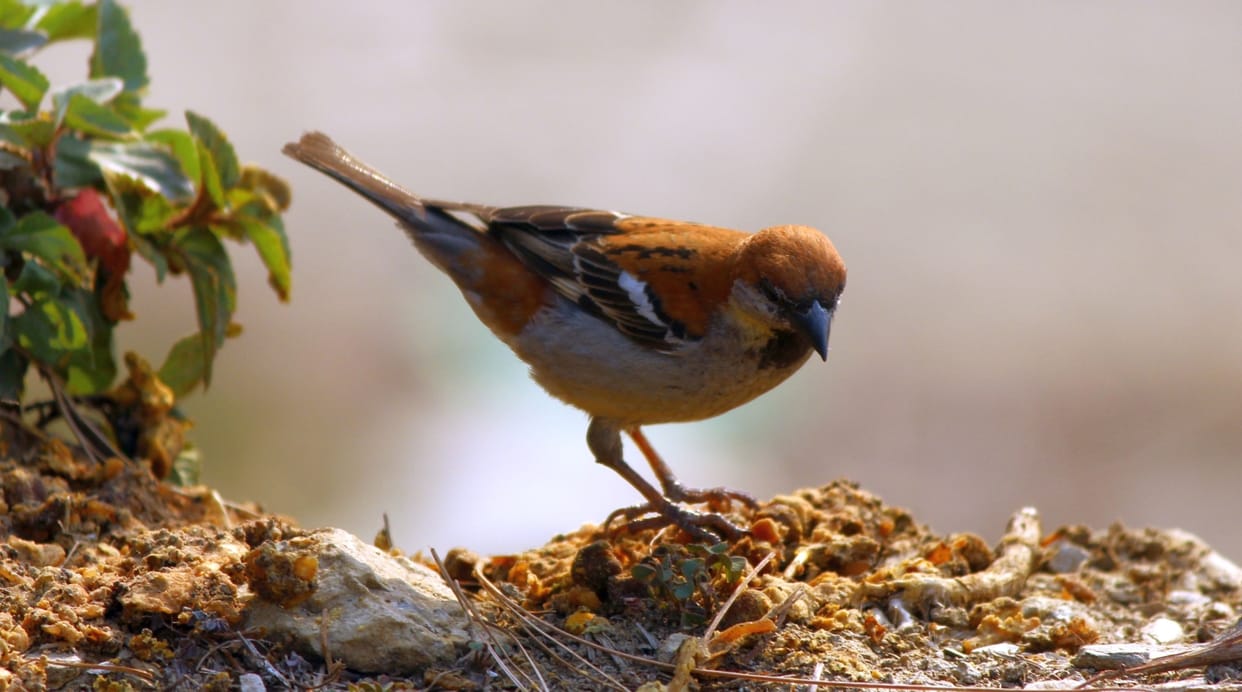 world sparrow day: public awareness Increasing about sparrow