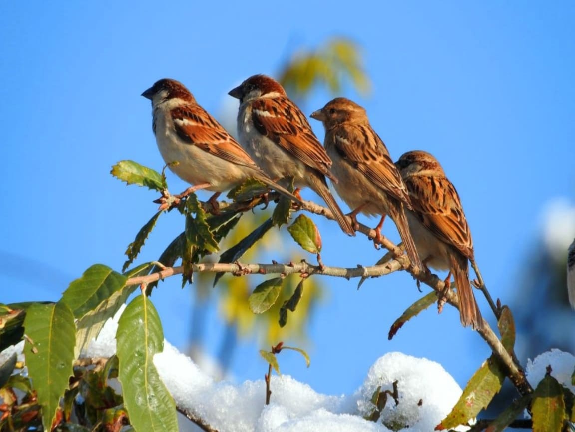 World Sparrow Day: New style of house making made sparrows homeless in Himachal