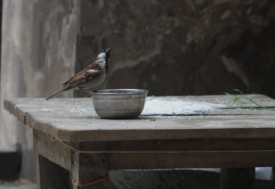 The sparrow will return when you call with Love