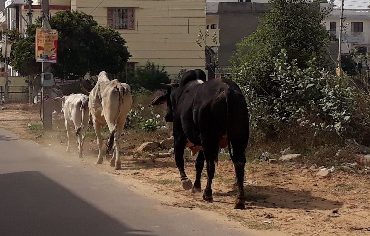 The streets of the sectors are not safe from abandoned animals