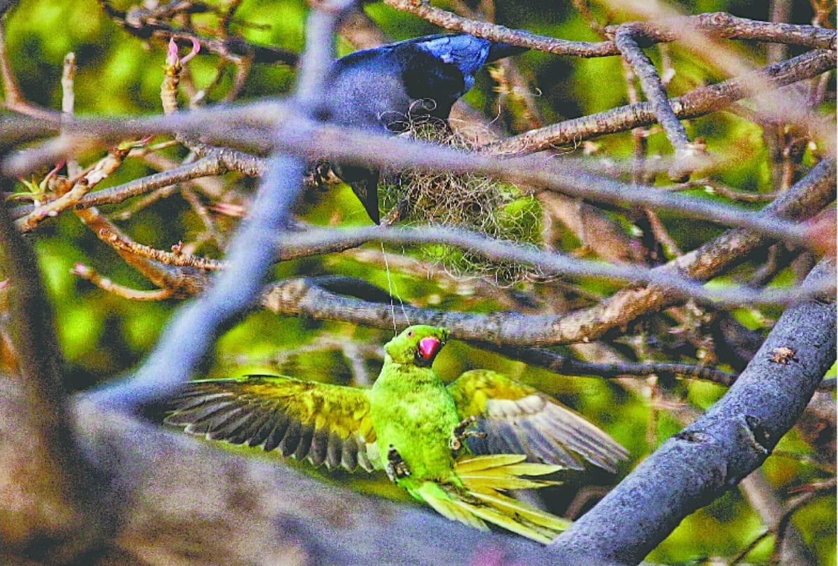 A crow saved the life of a parrot trapped in the mange