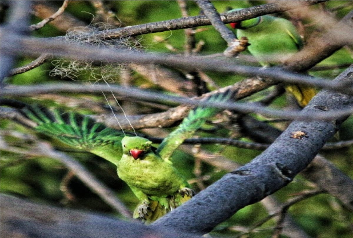 A crow saved the life of a parrot trapped in the mange