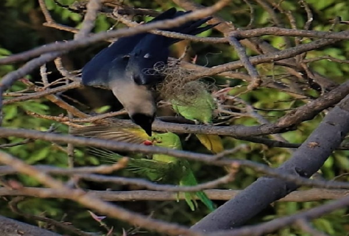 A crow saved the life of a parrot trapped in the mange
