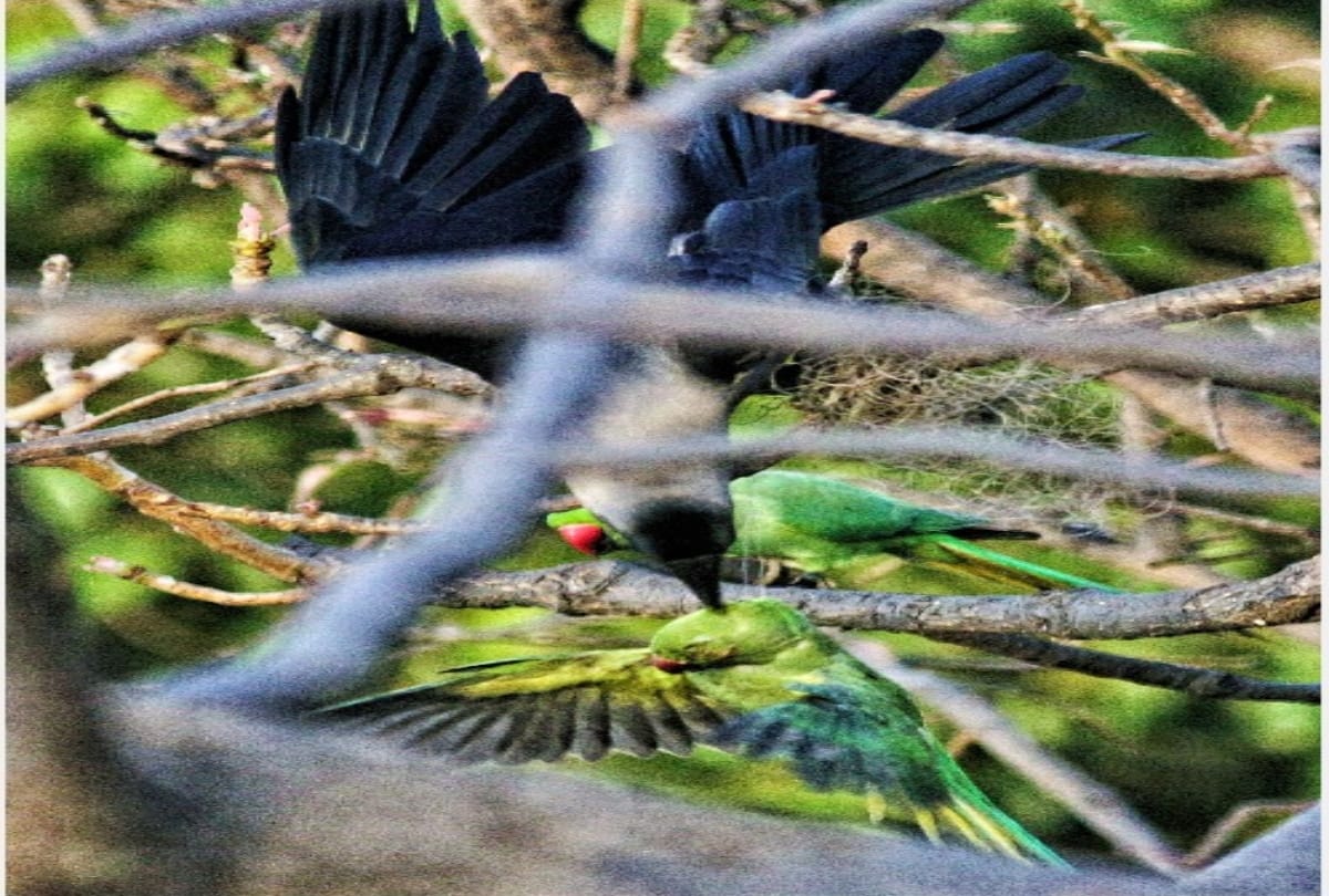 A crow saved the life of a parrot trapped in the mange