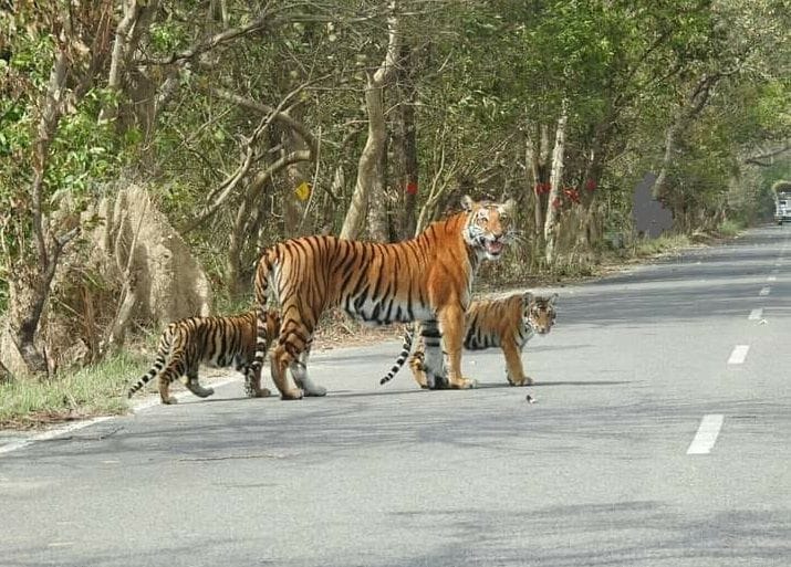 Tourists were thrilled to see the cubs with cubs in Dhaur sanctuary