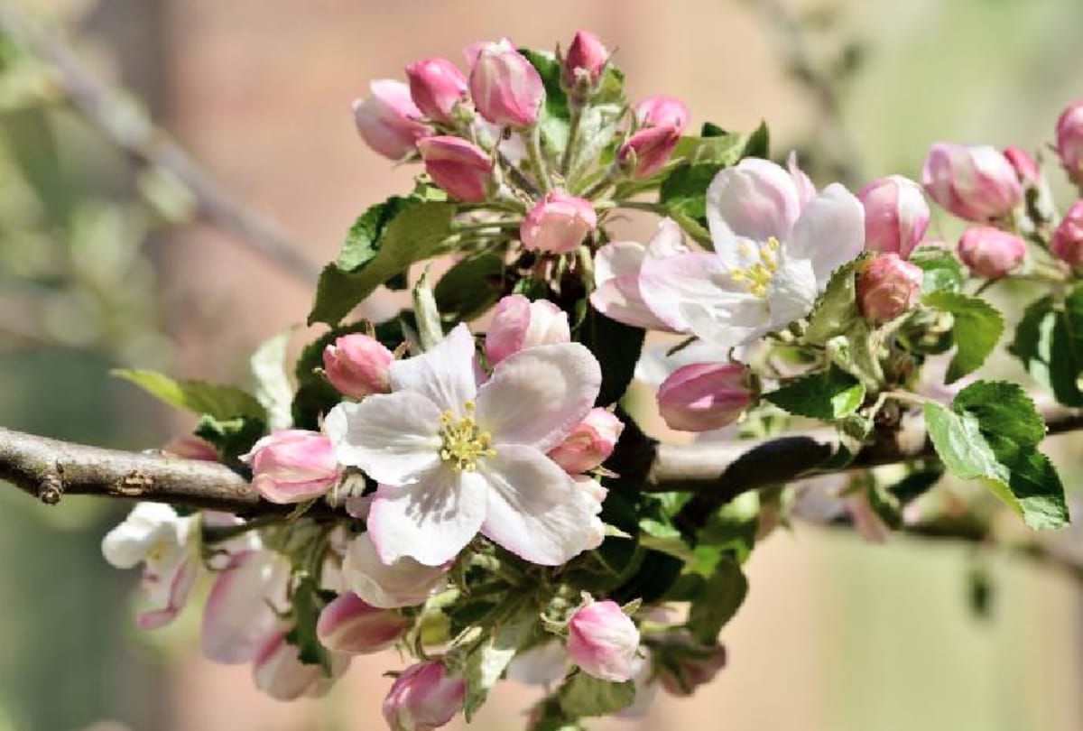 Horticulture: Apple season will start 10 days before this time in Himachal
