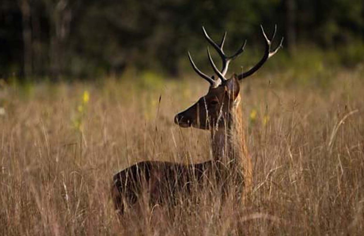 Reindeer will be calculated from satellite