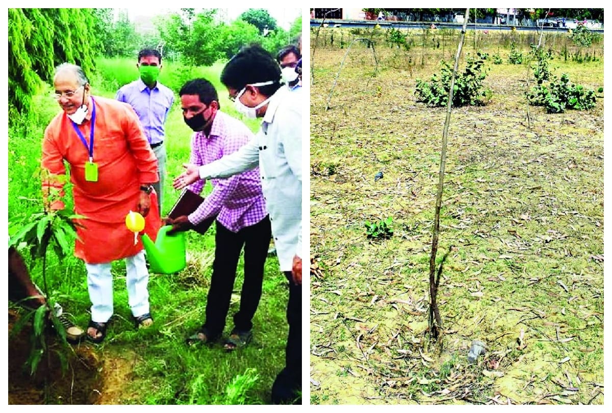 World Forestry Day: Plants Specied Less In Mainpuri