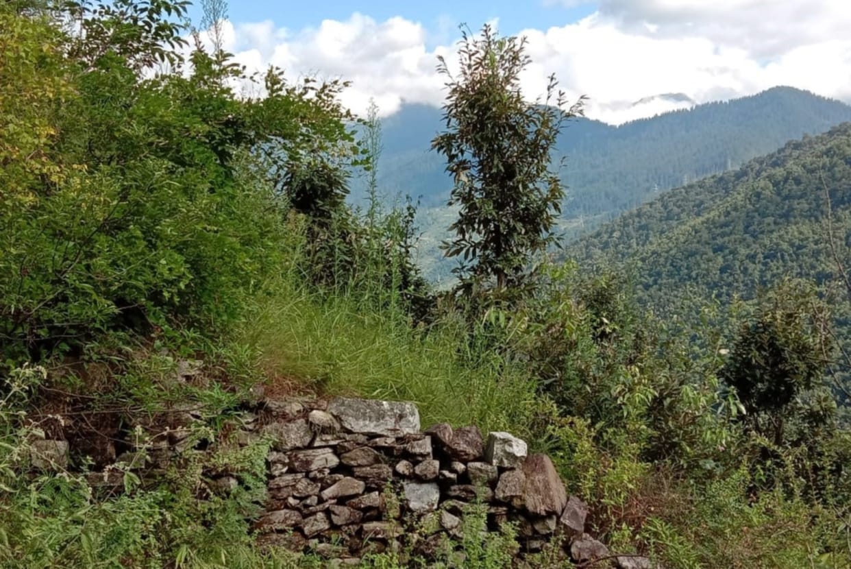 Uttarakhand Foundation Day: After the formation of Uttarakhand forest cover increased in seven districts and decreased in six