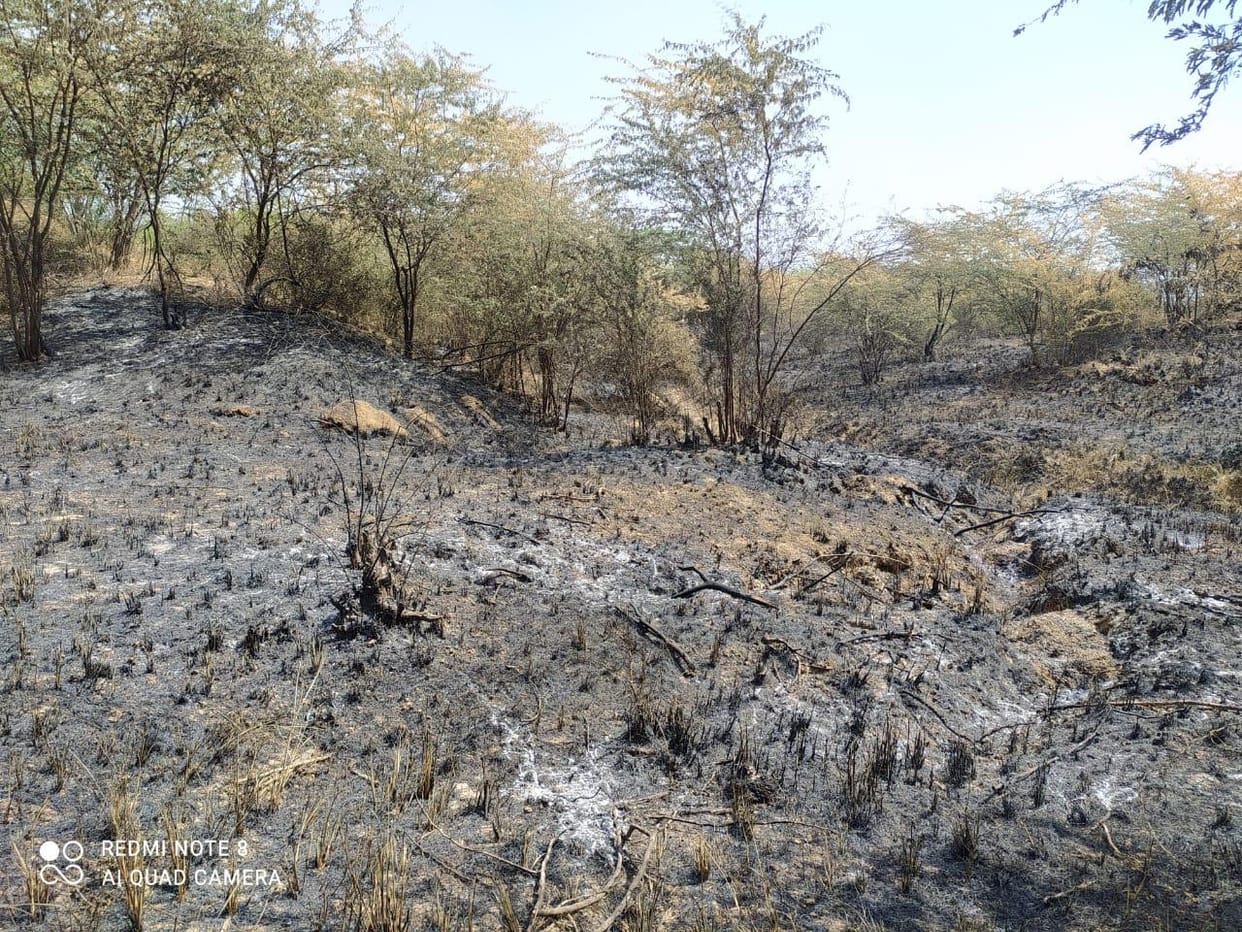 Fire in the forest of Ekkona, five bighas of wheat also burnt