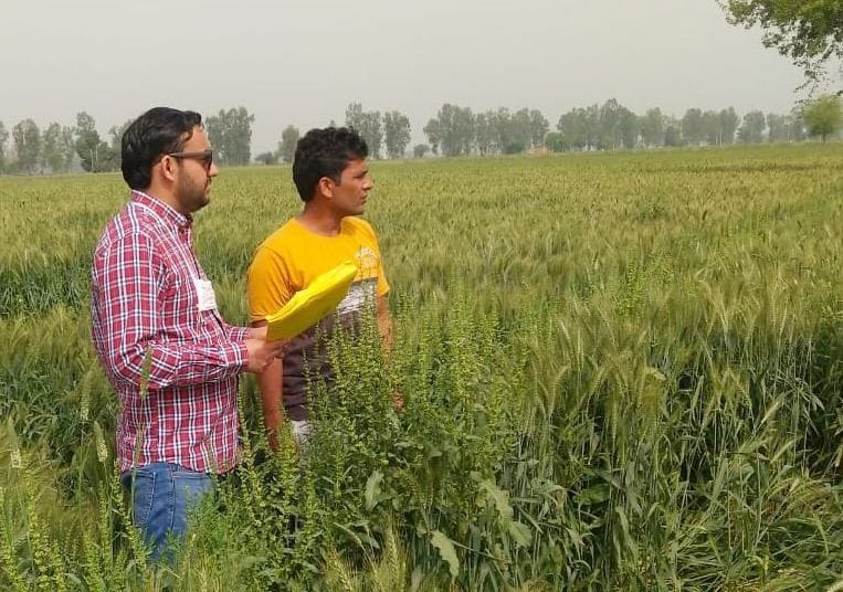 Tohana's farmers lag behind Bhuna in giving the details of the crop on the portal