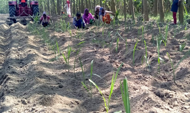 Trends in sugarcane plantation and mushroom cultivation