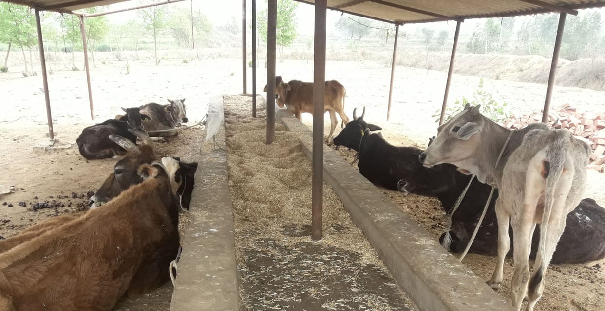 hare chaare kee jagah sookhe bhoose se pet bhar rahe govansh, 35 mein sirph aath bache