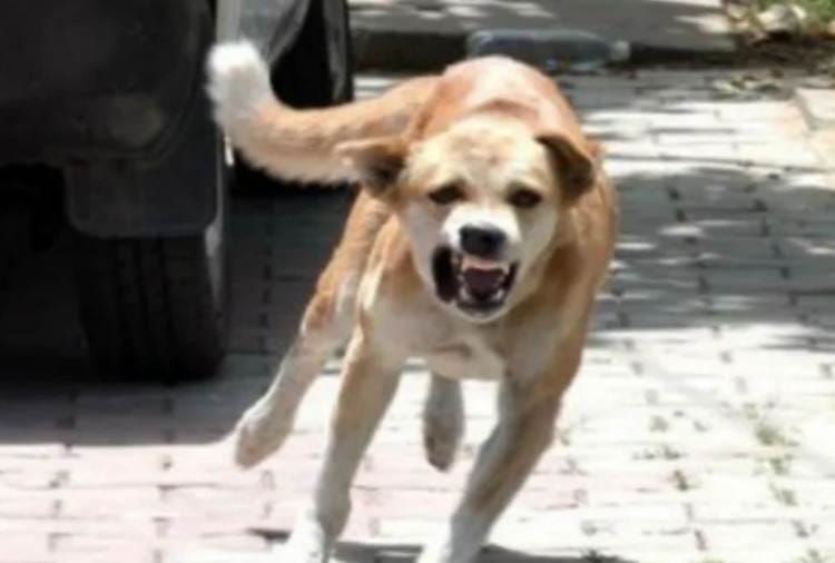 Stray dog bite 14 people in two days in Pathankot of Punjab