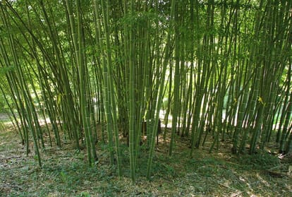 Himachal government lifts ban on export of Safeda, Poplar, Bamboo, and Kuth