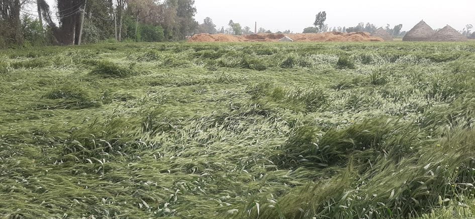 After the drizzle, the wind chill in Fijan, the crop of wheat in the fields, food providers in worry