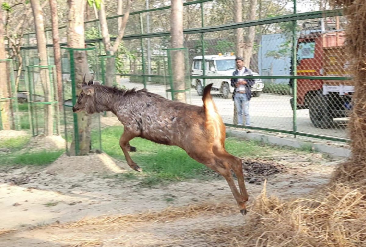 Animal Exchange: Now online exchange, 145 zoos will get benefits