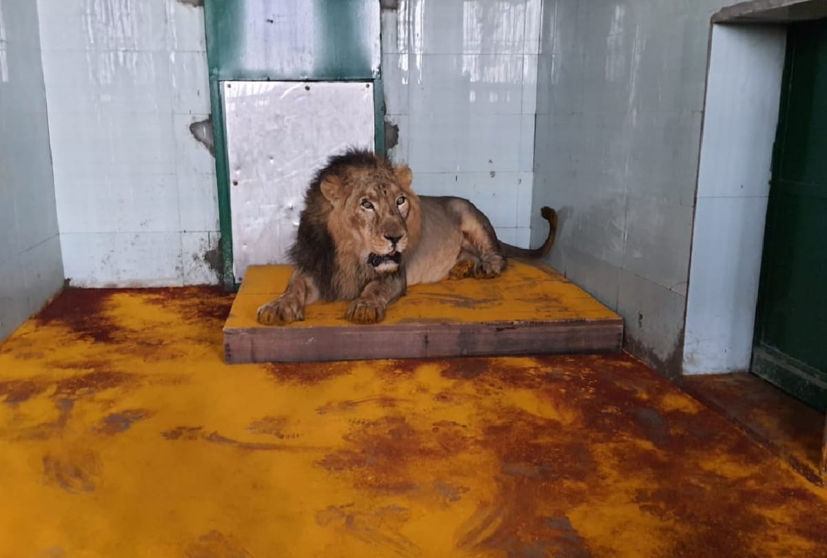 Adopt Babbar Lion of PM Modi Gujarat in CM City Gorakhpur