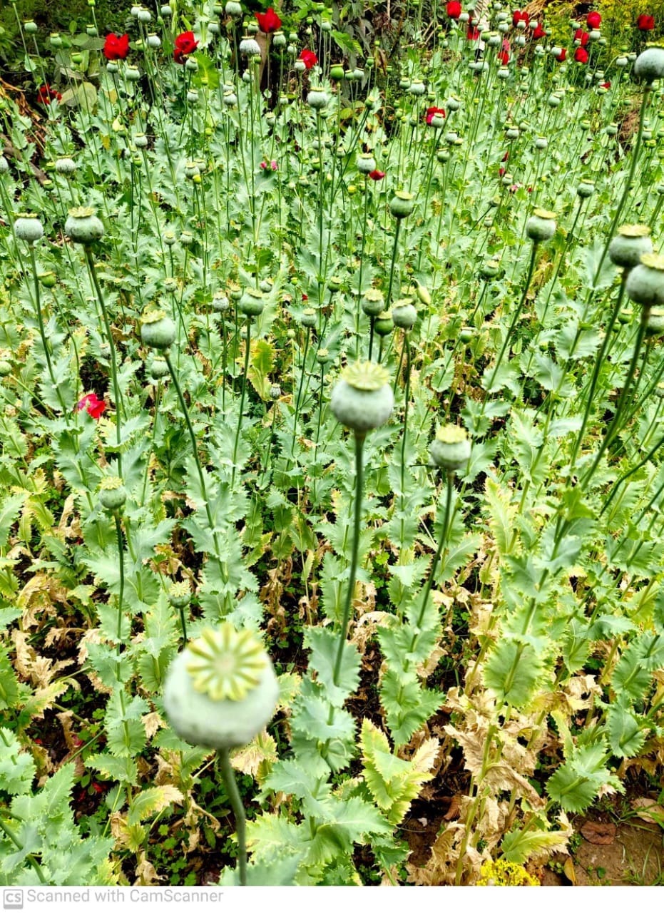 Kangra news Jwalamukhi news crime Poppy cultivation destroyed in Kaalidhar