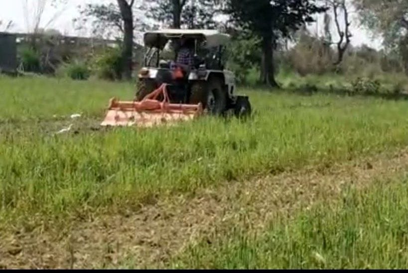Farmers plowed wheat crop in Bhainswal