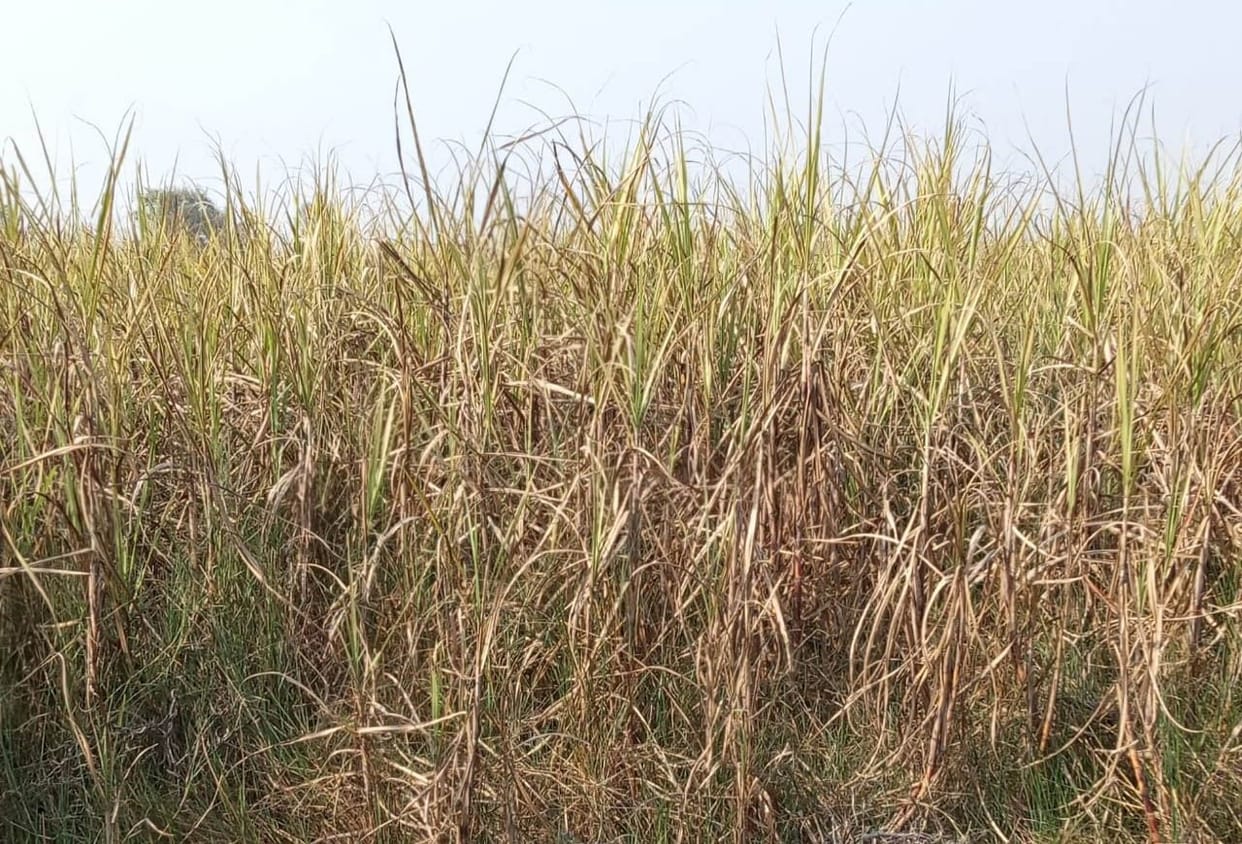 More than nine thousand hectares of sugarcane crop dry