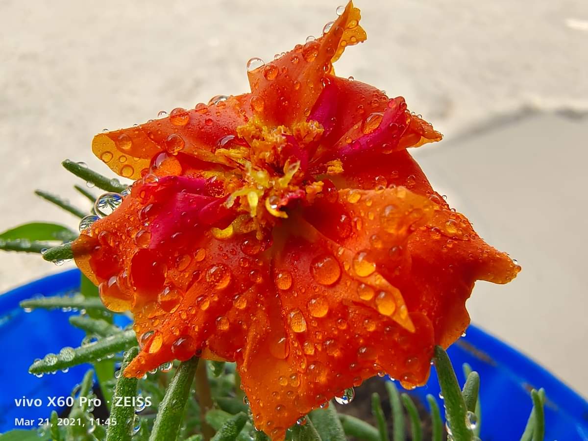 Vivo X60 Pro Sample photos from India before 25 march launching