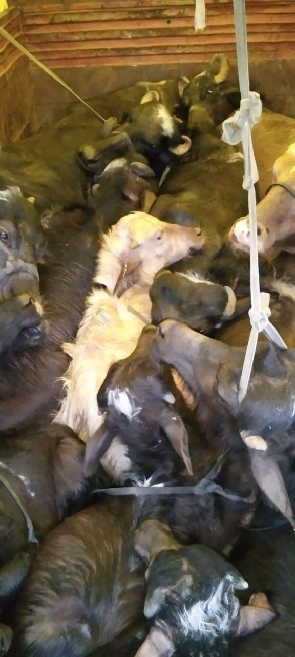 15 animals being taken for slaughter freed, two arrested