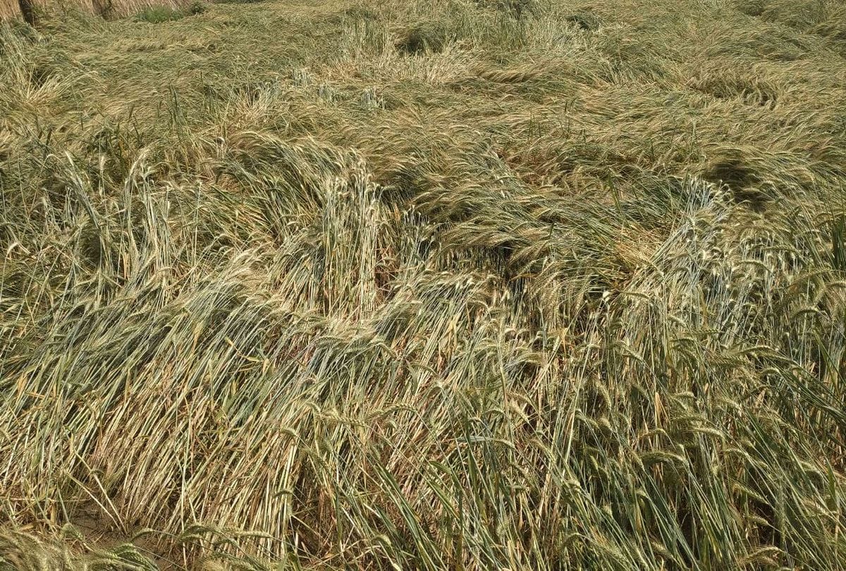 About five and half lakh acres of crop damaged in Haryana due to unseasonal rains in October-November