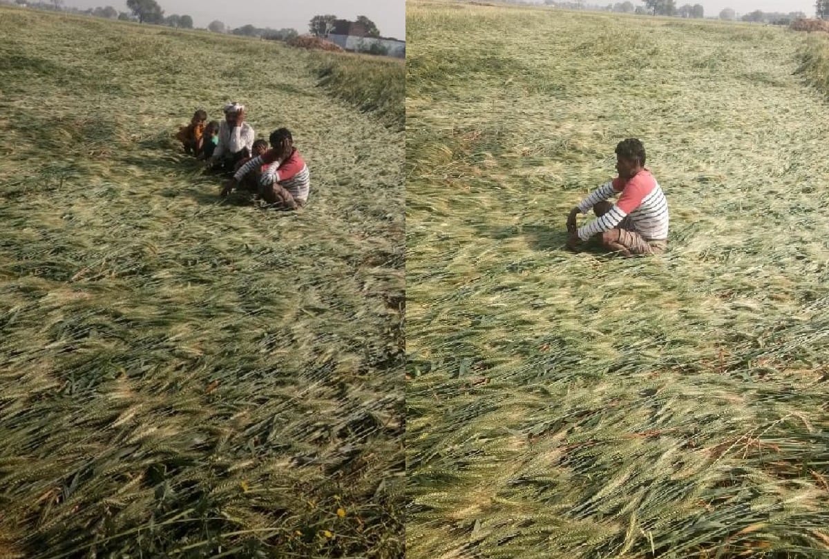 Weather Change In Agra Crops Damage Of Farmer