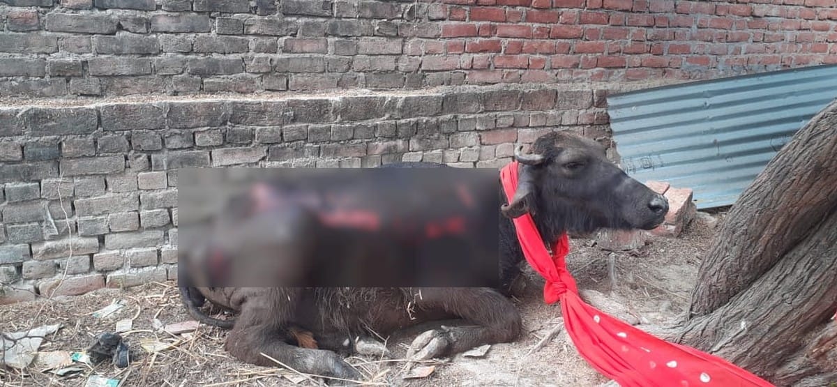 Innocent child burnt alive in fire of hut and three animals also died in jaunpur