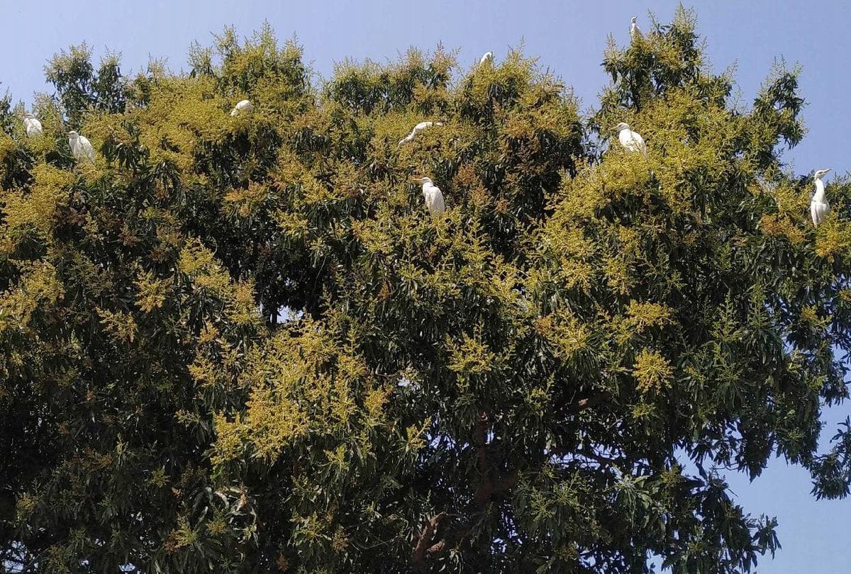 Dead body of a young man found hanging on a mango tree in Firozabad
