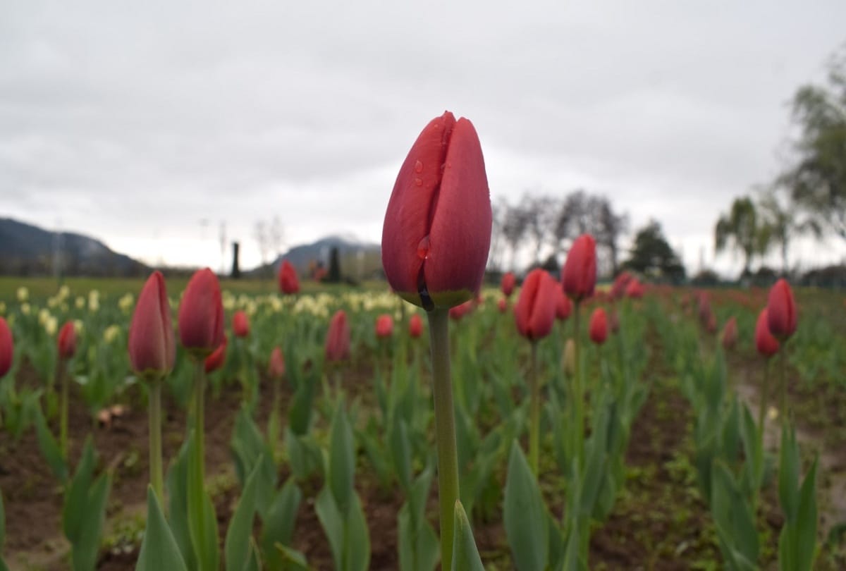 PM Modi appeals people to visit tulip garden srinagar jammu kashmir