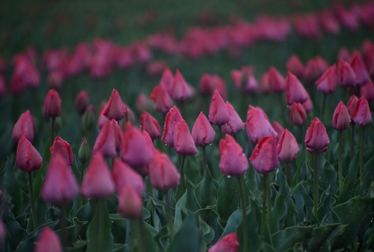 PM Modi appeals people to visit tulip garden srinagar jammu kashmir