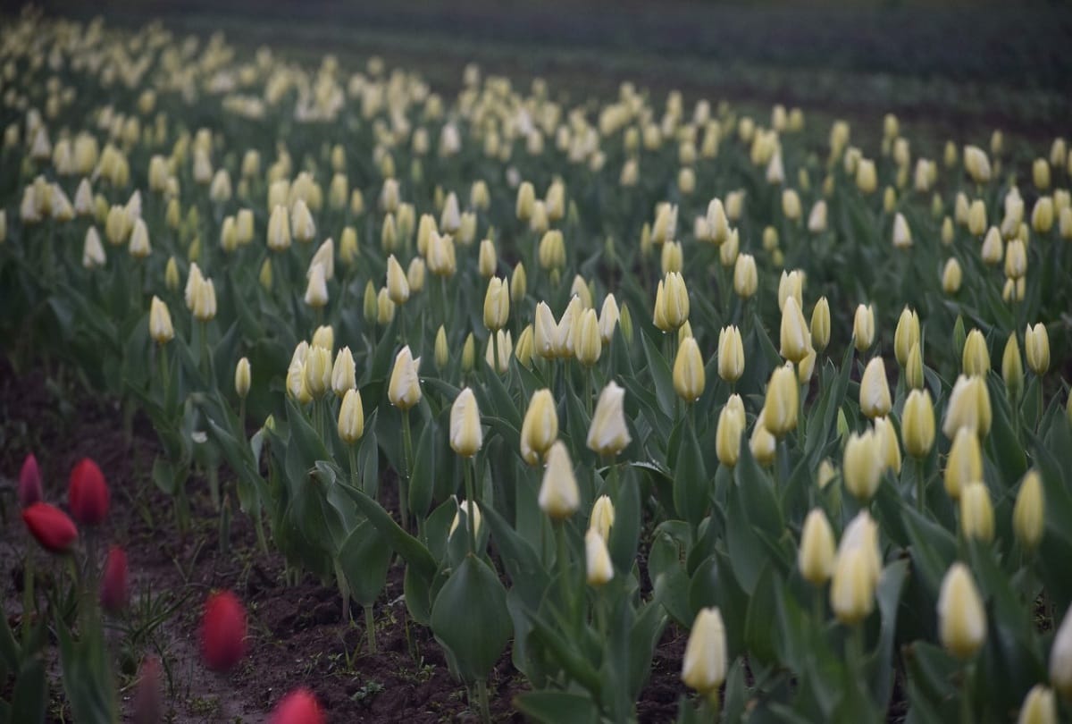 PM Modi appeals people to visit tulip garden srinagar jammu kashmir