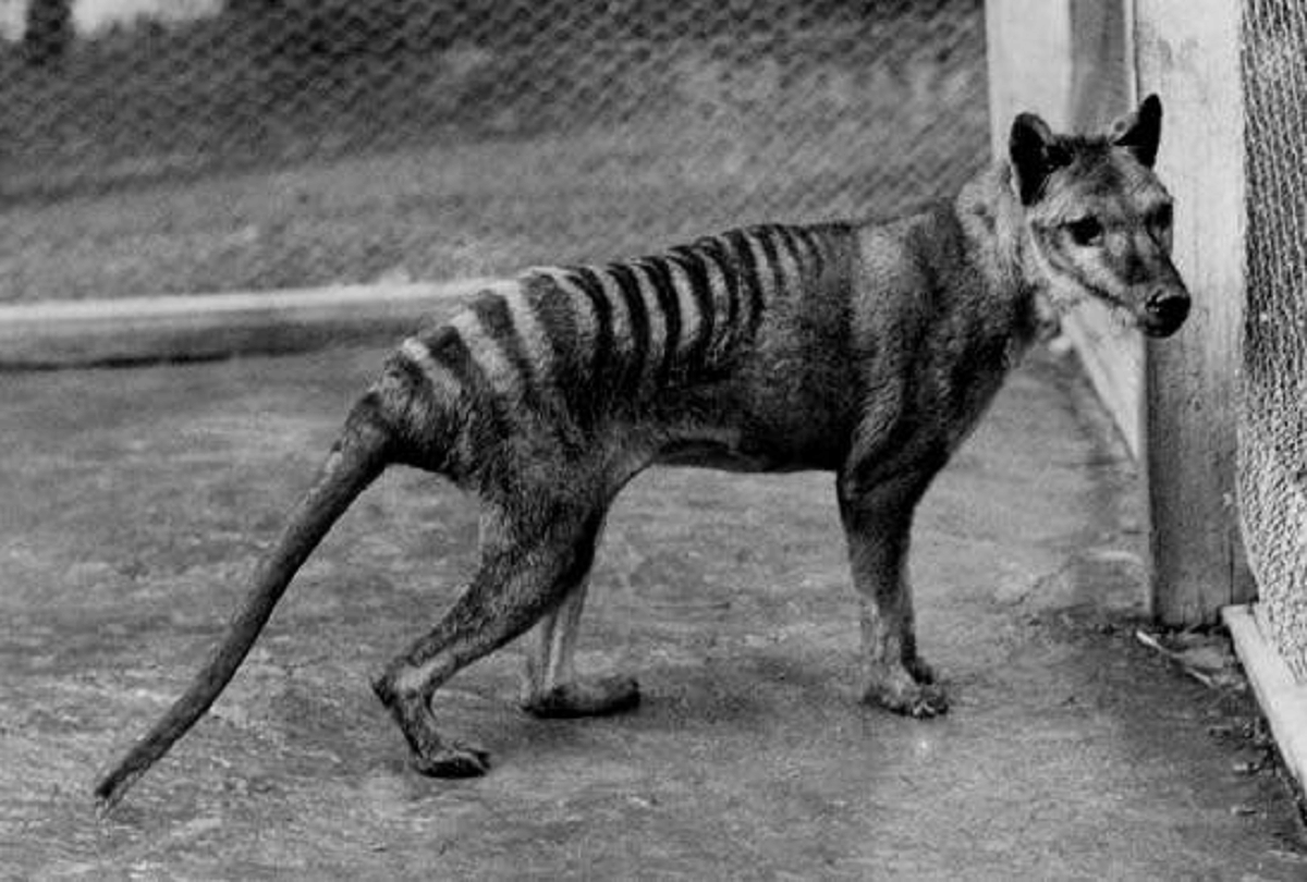 after 85 years people seeing extinct tasmanian tigers who looks like half dog half tiger