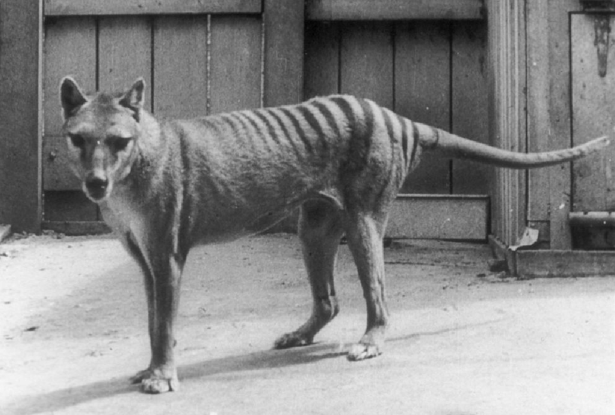 after 85 years people seeing extinct tasmanian tigers who looks like half dog half tiger