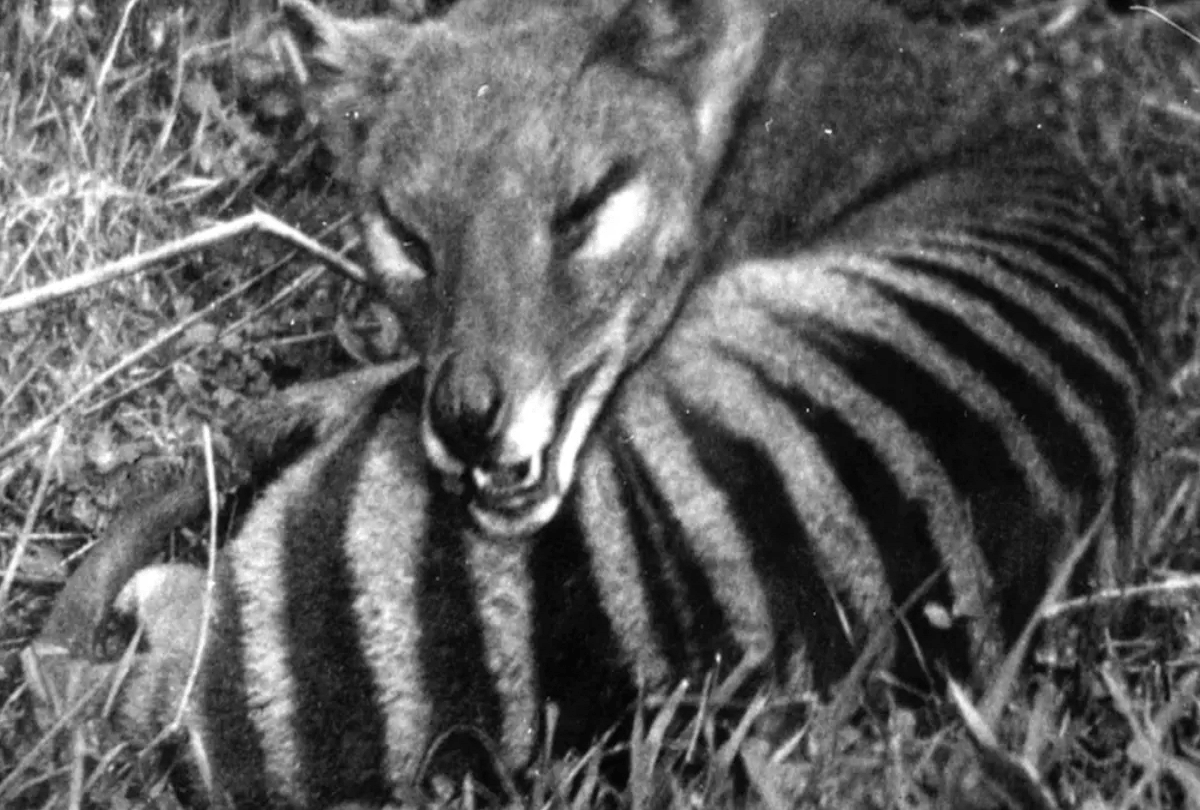 after 85 years people seeing extinct tasmanian tigers who looks like half dog half tiger